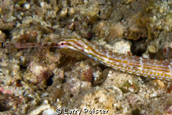 Pipefish, D300-60mm by Larry Polster 